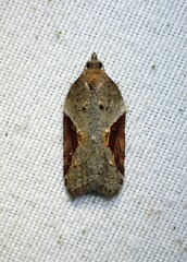 Acleris macdunnoughi