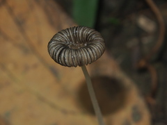 Coprinopsis friesii