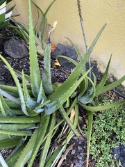 Aloe vera