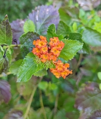 Lantana urticoides