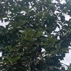 Persea americana
