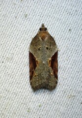 Acleris macdunnoughi