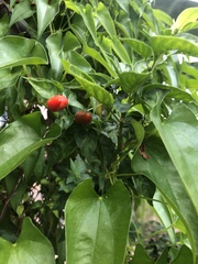 Capsicum annuum