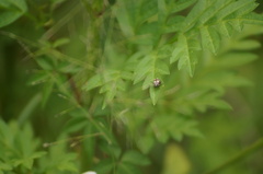 Omophoita magniguttis