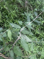 Buddleja pulchella