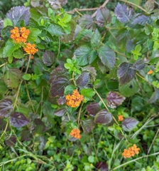 Lantana urticoides