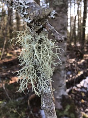 Pseudevernia furfuracea