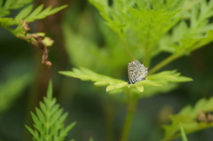 Leptotes cassius