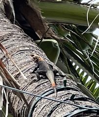 Agama picticauda