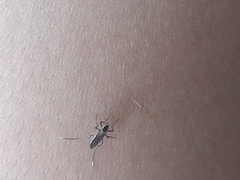 Aedes aegypti