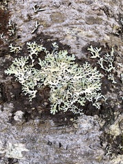 Pseudevernia furfuracea