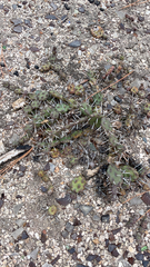 Opuntia fragilis