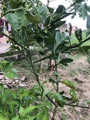 Citrus