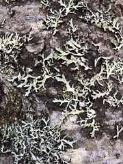 Pseudevernia furfuracea