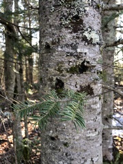 Pseudevernia furfuracea