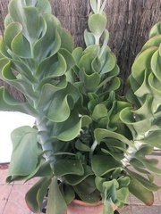 Kalanchoe luciae