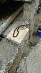 Malayopython reticulatus