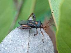 Crinocerus