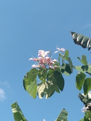 Bauhinia purpurea