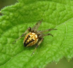 Neoscona arabesca