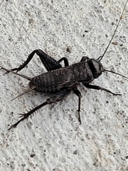 Gryllus