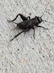 Gryllus