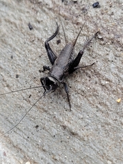 Gryllus