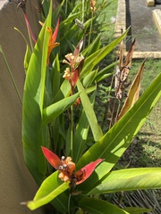 Heliconia