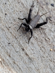 Gryllus