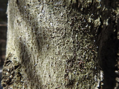 Cryptococcus fagisuga