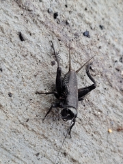 Gryllus