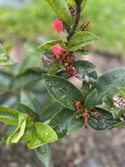 Ixora coccinea