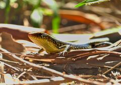 Eutropis multifasciata