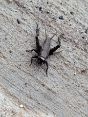 Gryllus