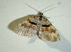 Xanthorhoe packardata