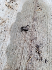 Gryllus