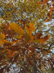 Quercus boyntonii