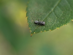 Cephalotes depressus