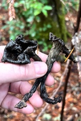 Craterellus calicornucopioides