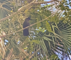 Orthorhyncus cristatus