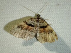 Xanthorhoe packardata