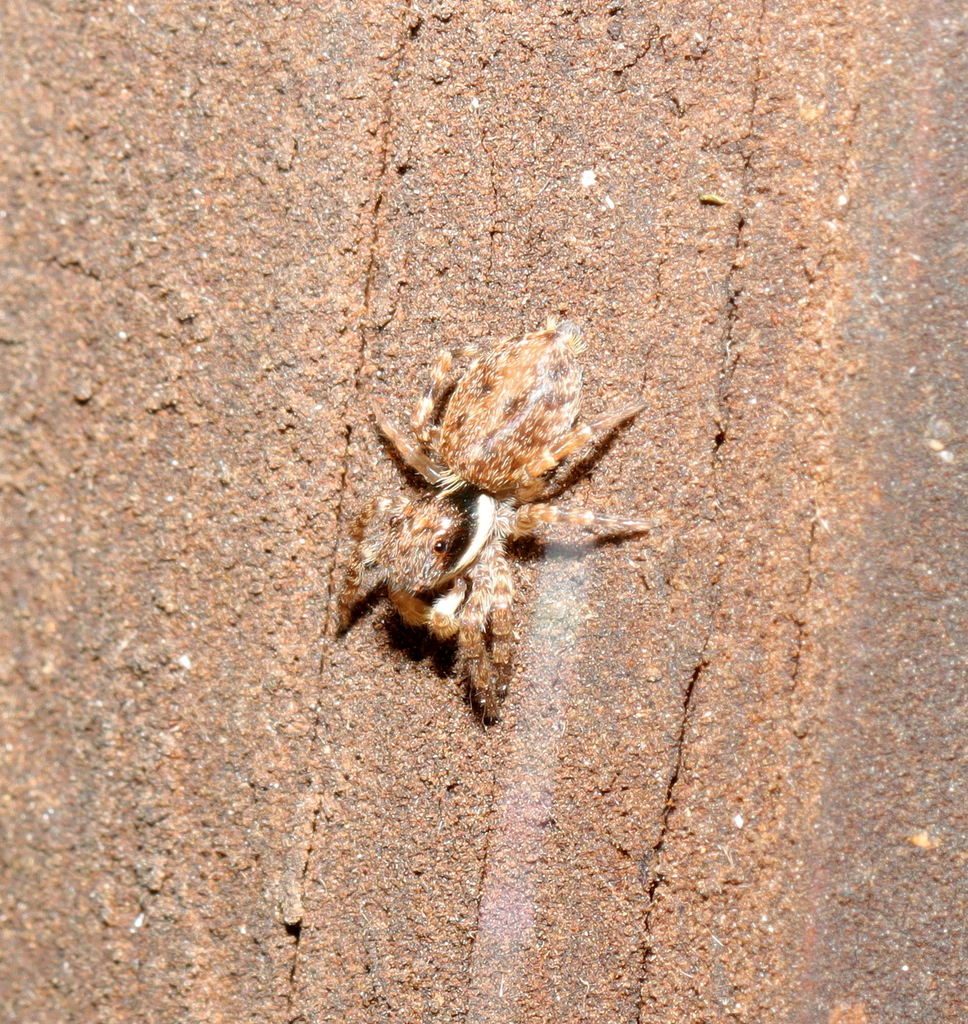 Menemerus pilosus