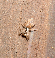 Menemerus