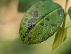 Cephalotes depressus