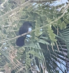 Orthorhyncus cristatus