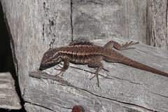 Liolaemus septentrionalis