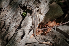 Liolaemus septentrionalis