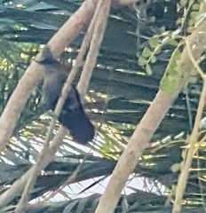 Orthorhyncus cristatus