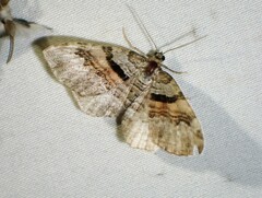 Xanthorhoe packardata