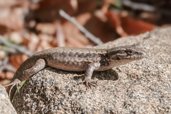 Liolaemus septentrionalis